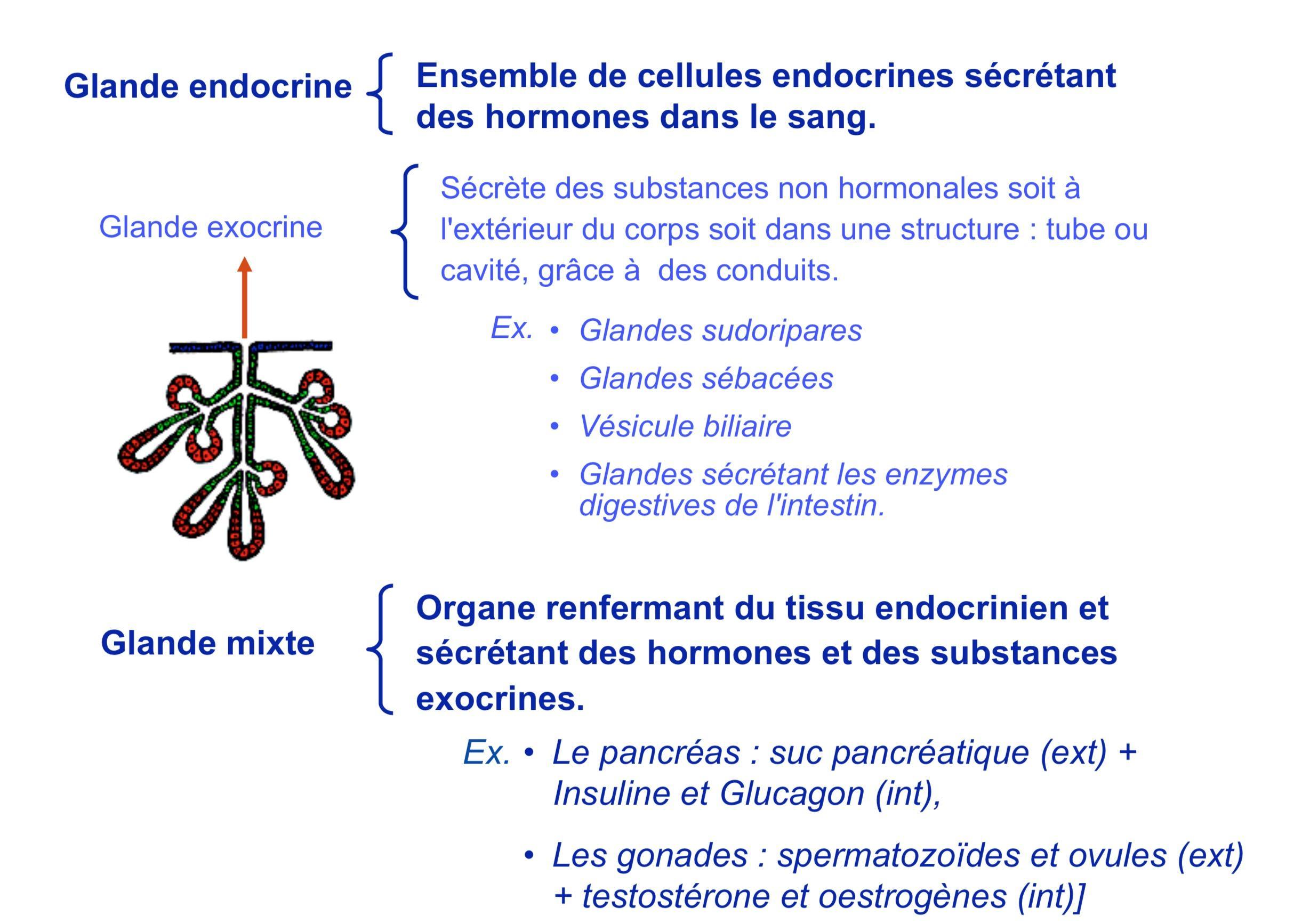 Sécrète des substances non hormonales soit à l'extérieur du corps soit dans une structure : tube ou cavité, grâce à des conduits.