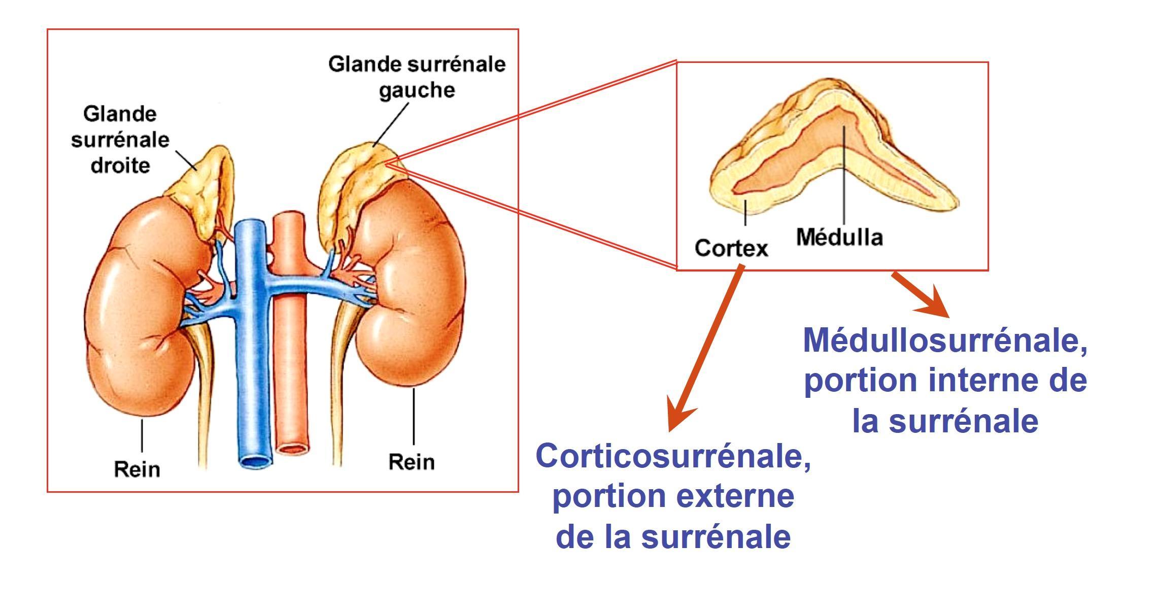 Corticosurrénale, portion externe de la surrénale