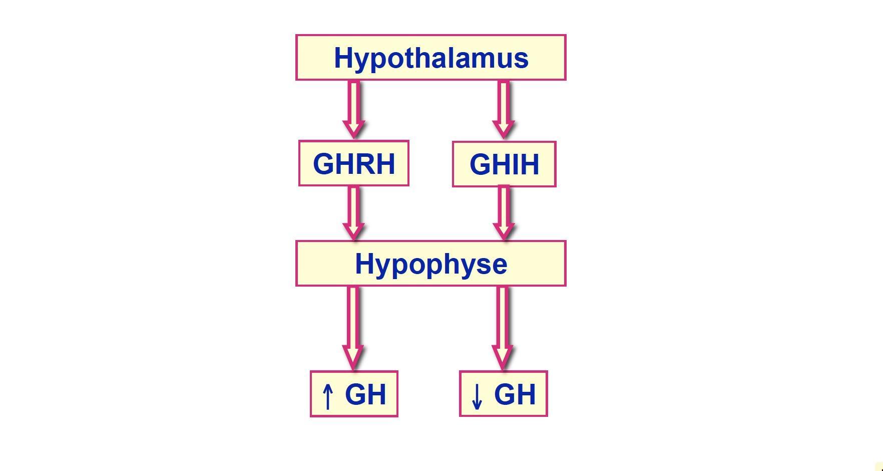 L'hormone de croissance est une petite protéine synthétisée par l'hypophyse. 