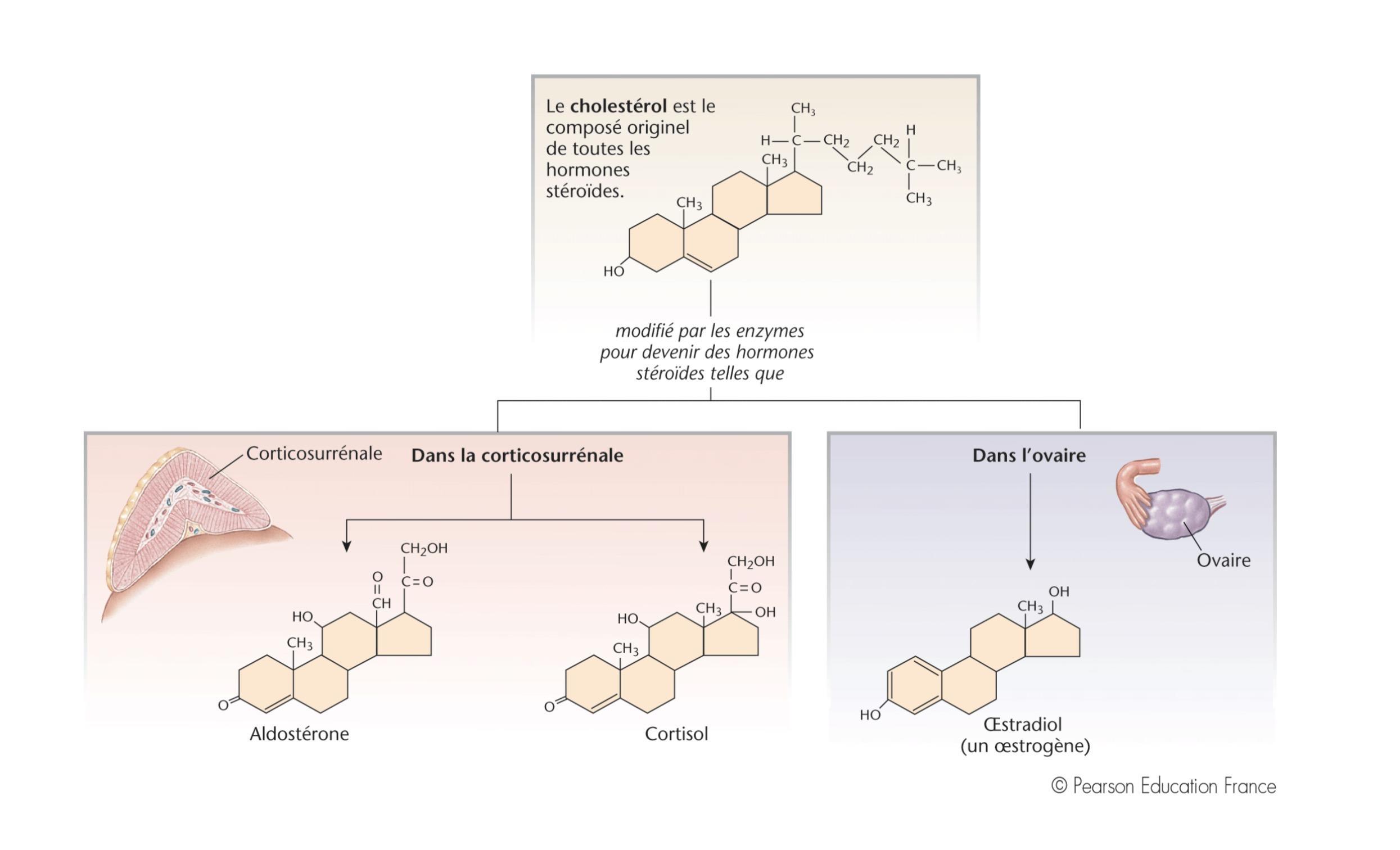 Un produit lipophile est capable de se dissoudre dans les graisses, les huiles, les lipides et les solvants non polaires tels que l'hexane ou le toluène.