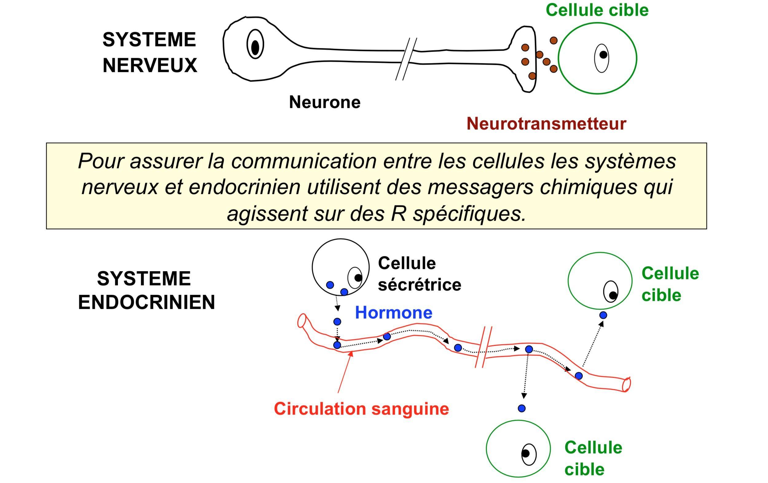 Cellule sécrétrice et hormone : analyse comparée.