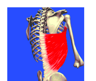 Quels muscles composent le dos ?
