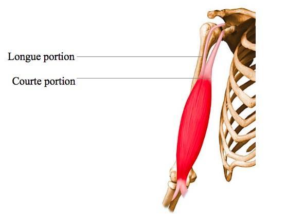 Comment sont composés les bras ?