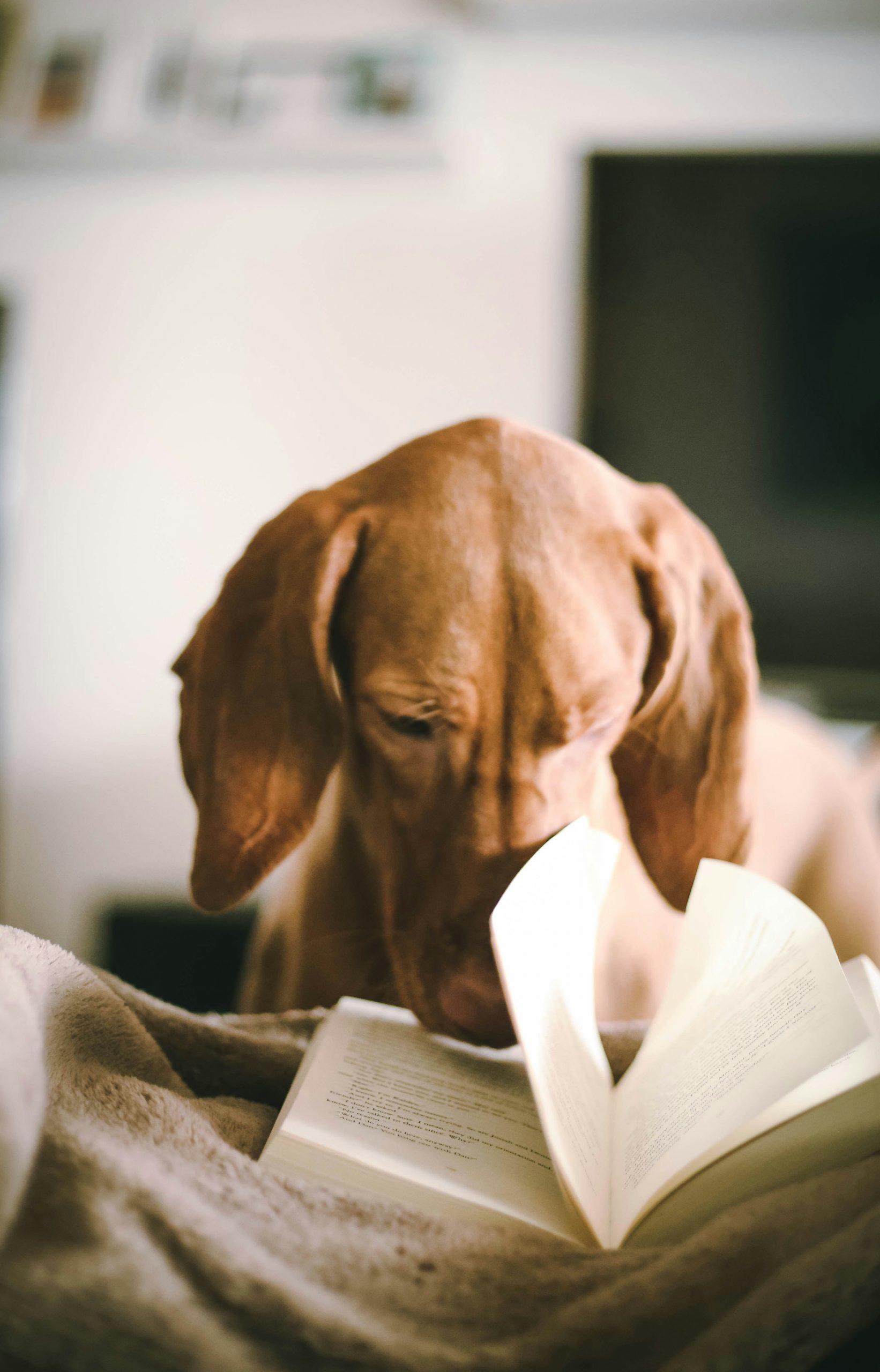 Un chien renifle entre les pages d'un livre.