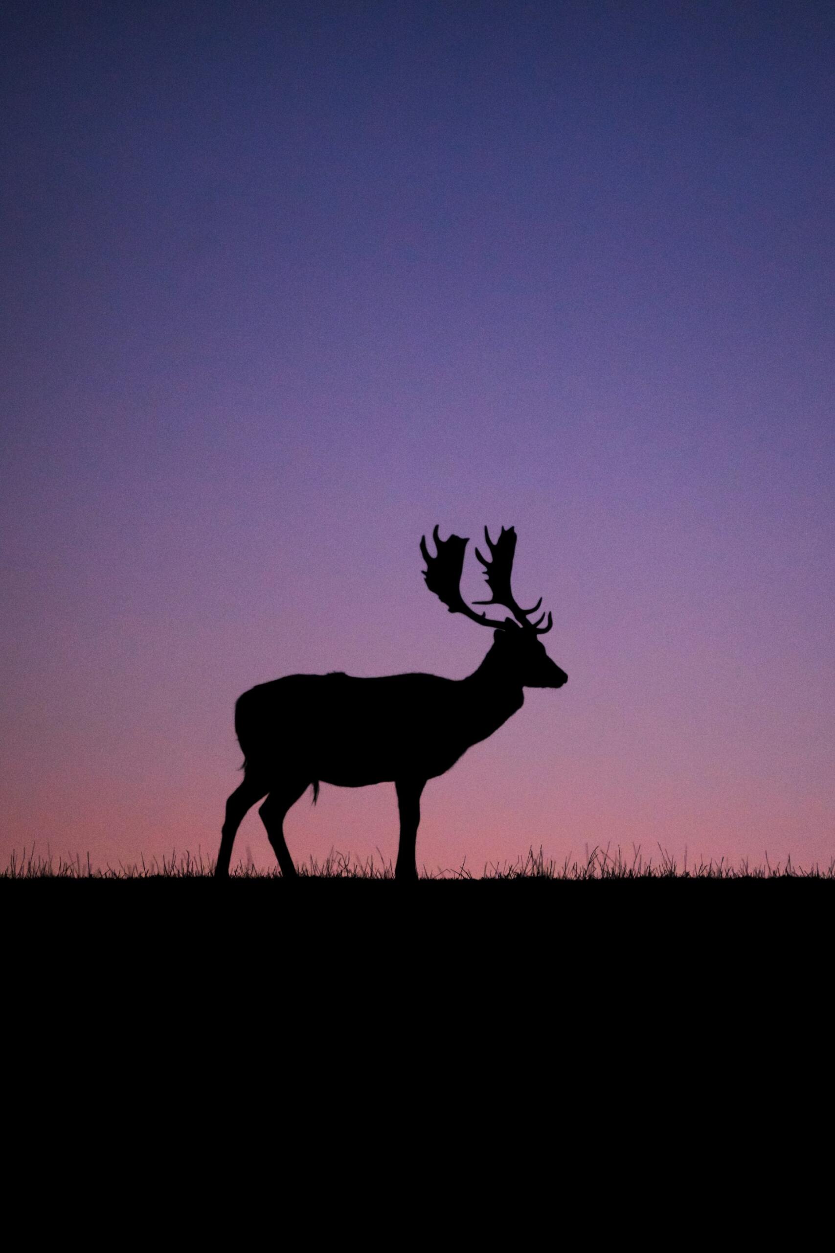 cerf ciel