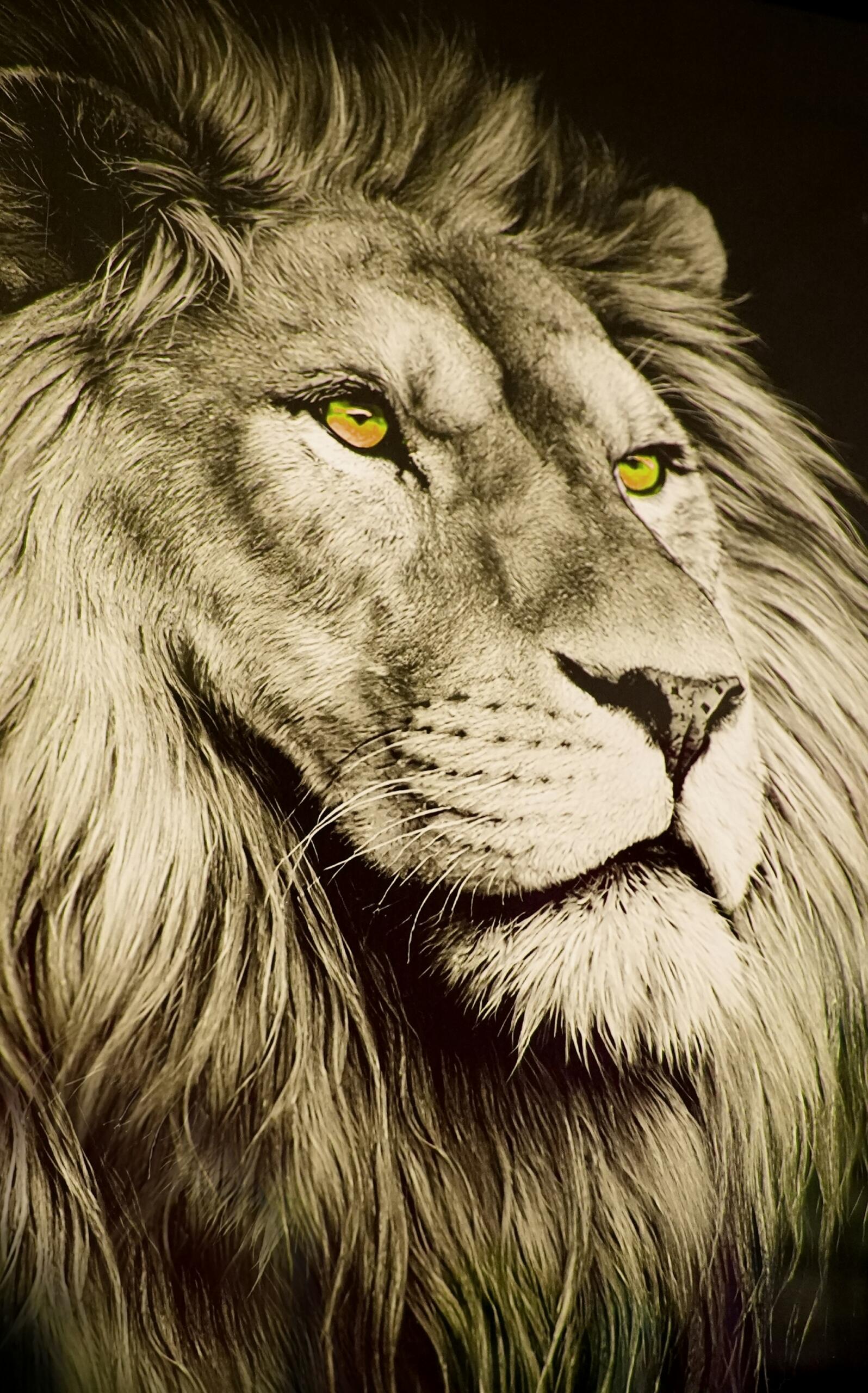 dessin lion