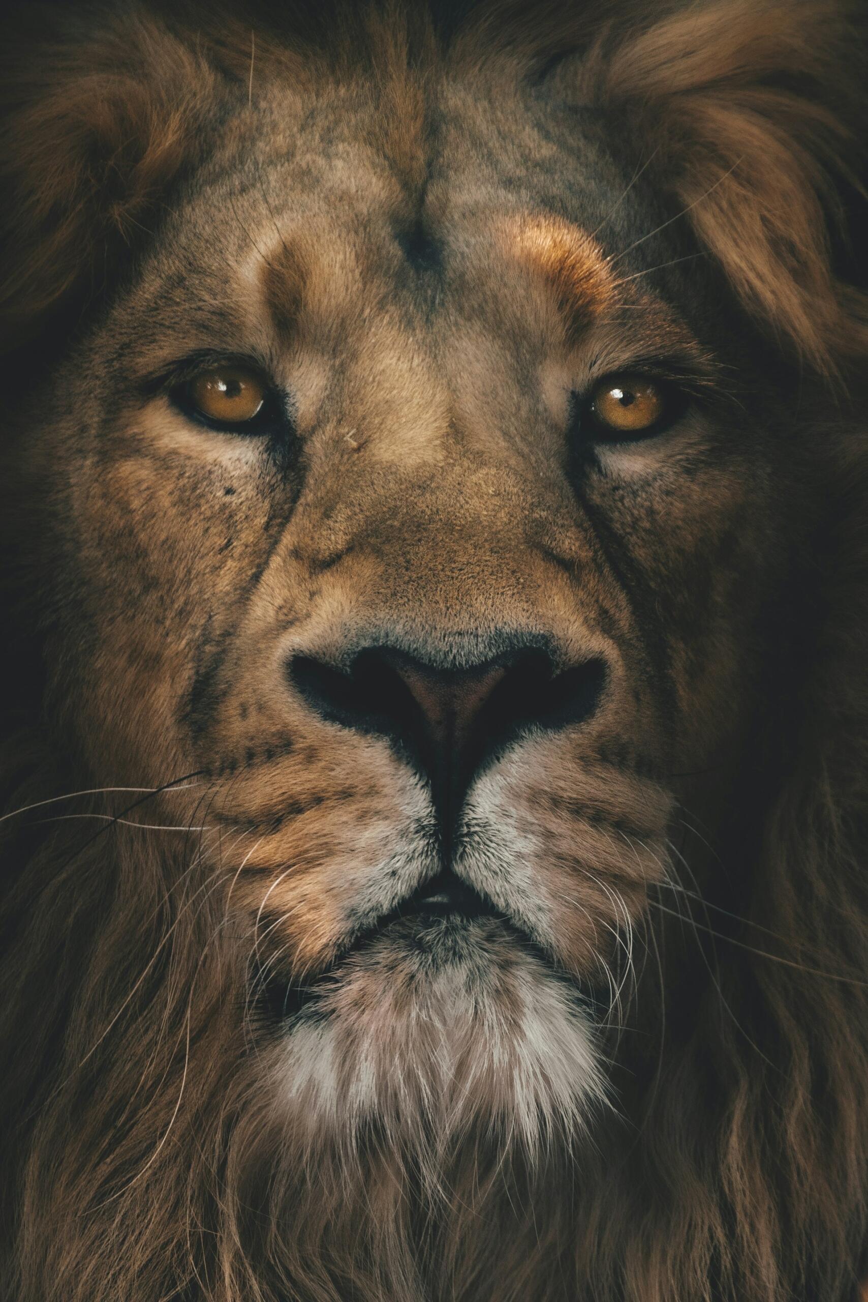 lion photo