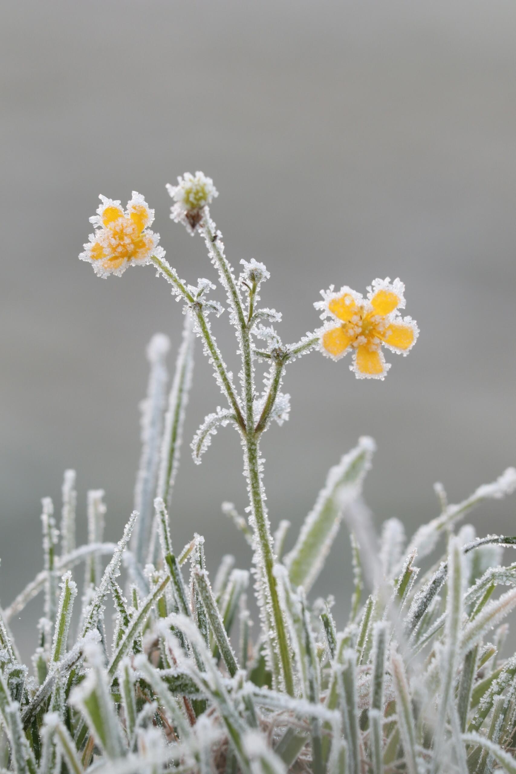 fleurs givre