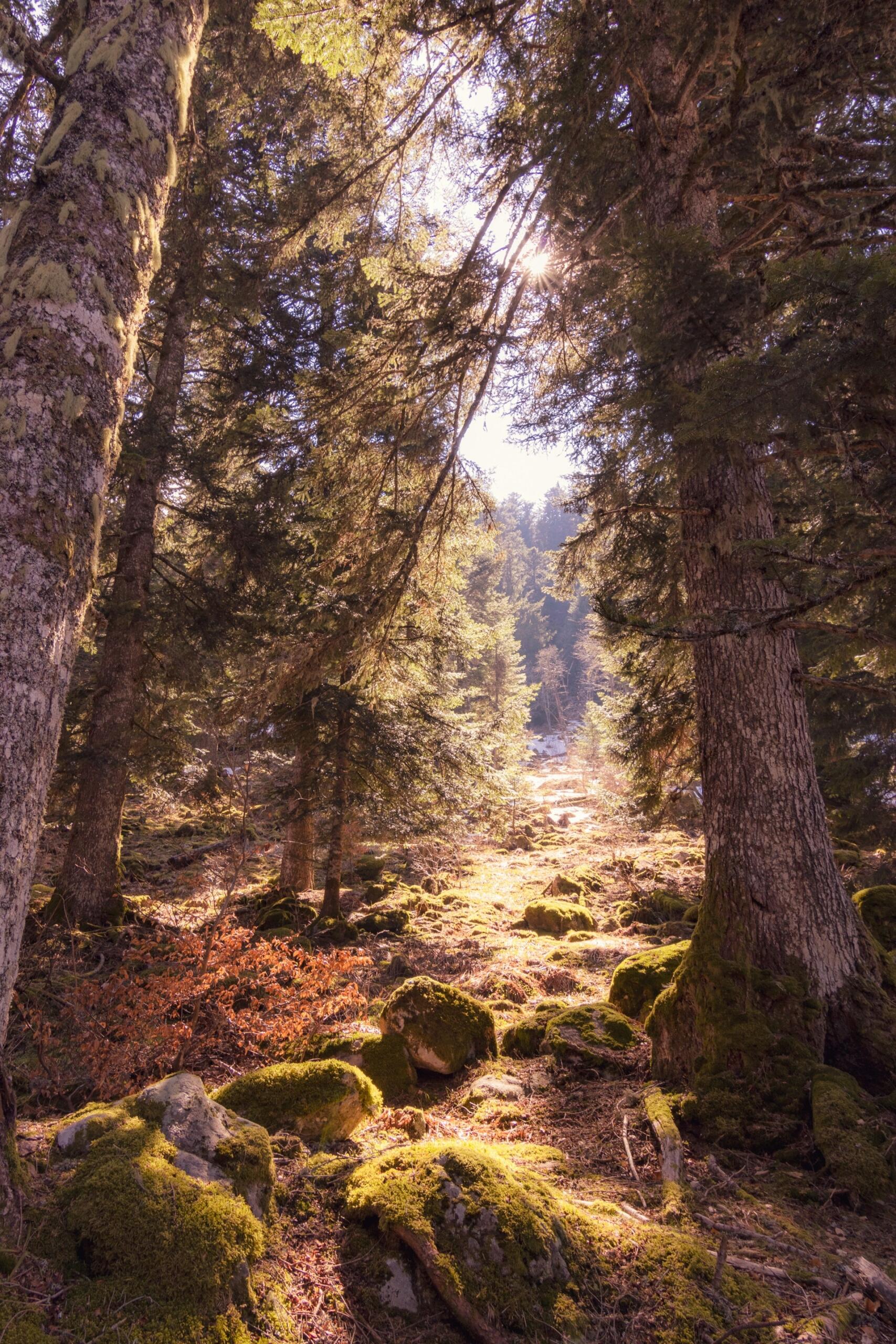 nature forêt