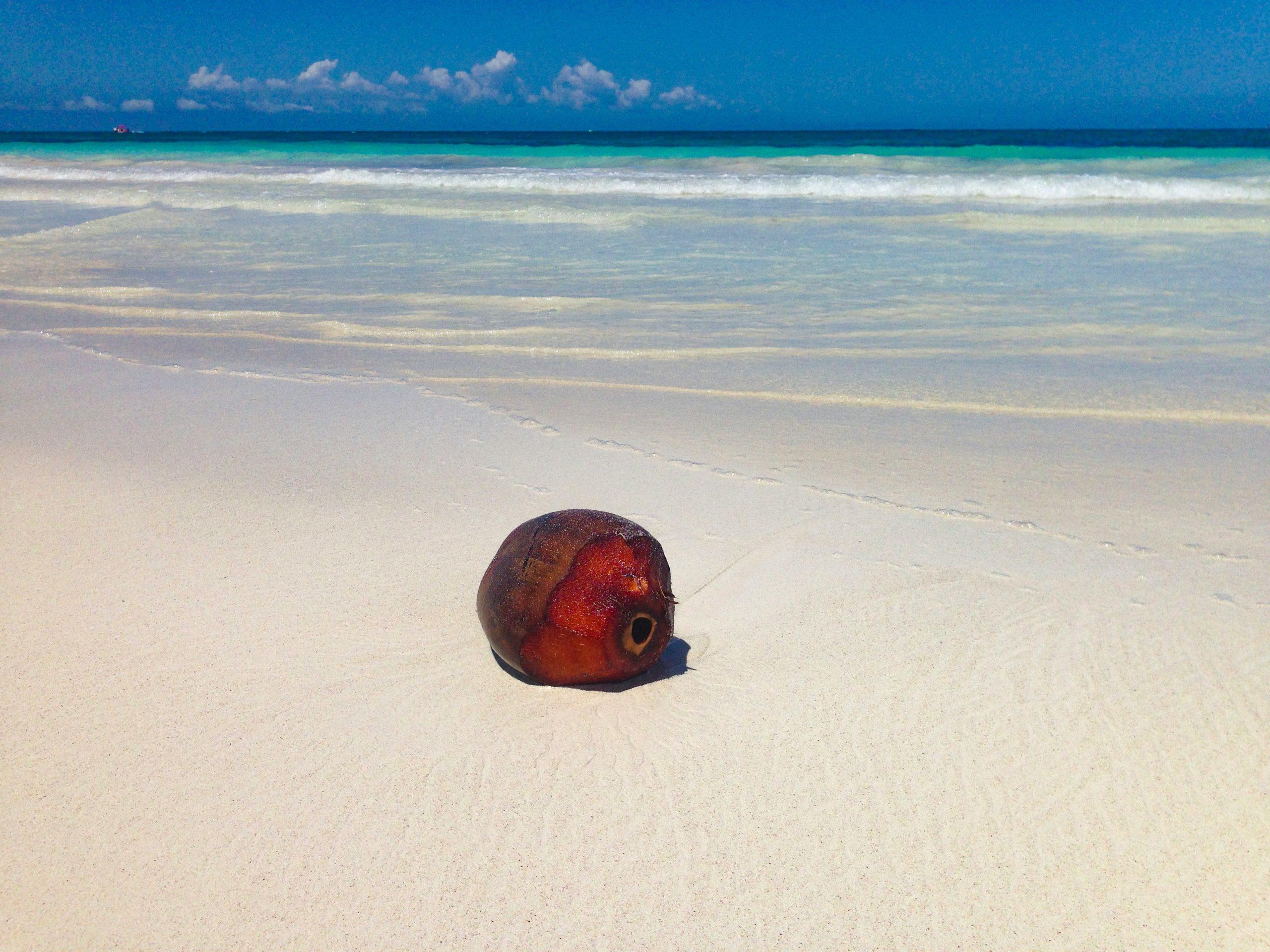 Une noix de coco posée sur une plage.