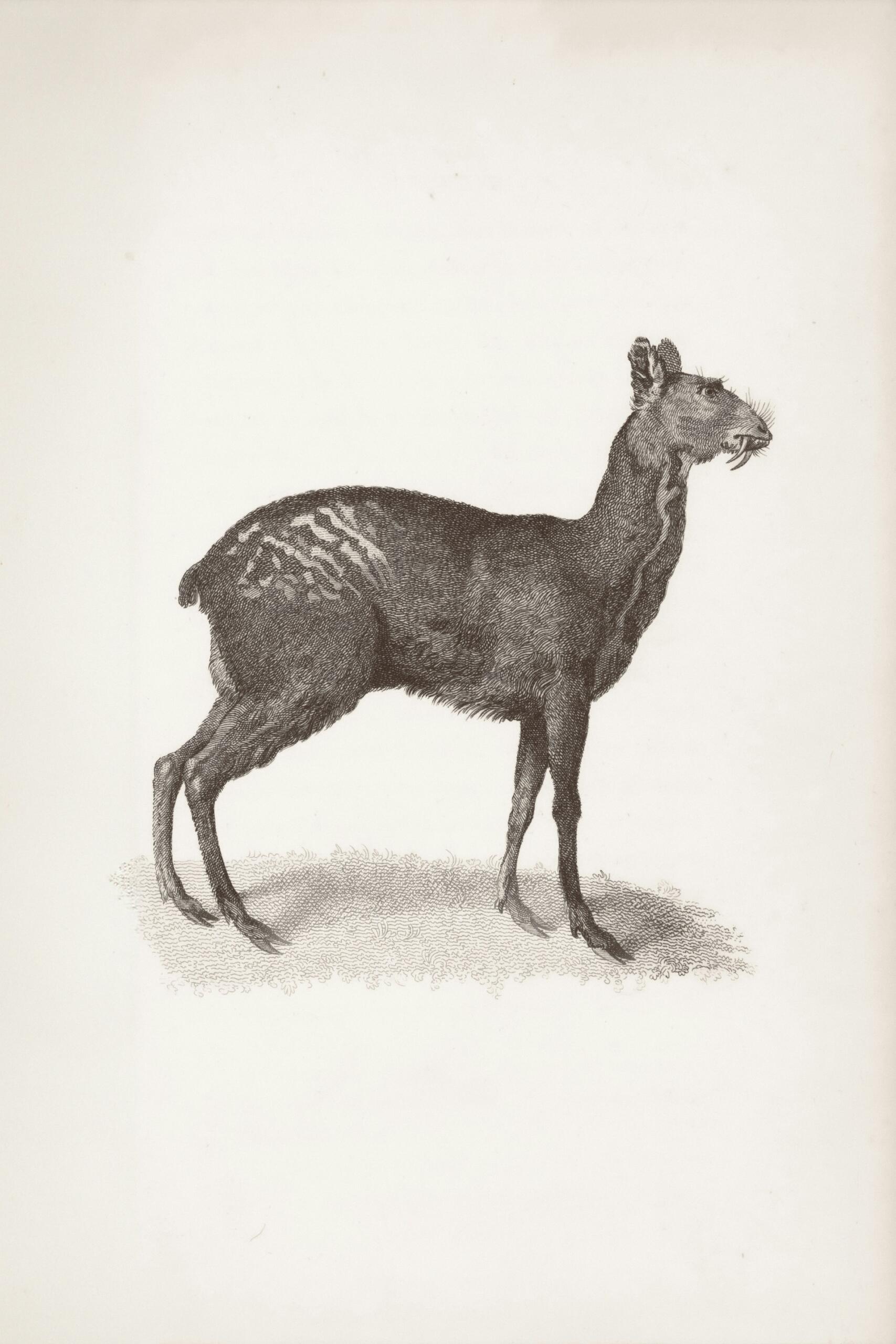 dessin animal