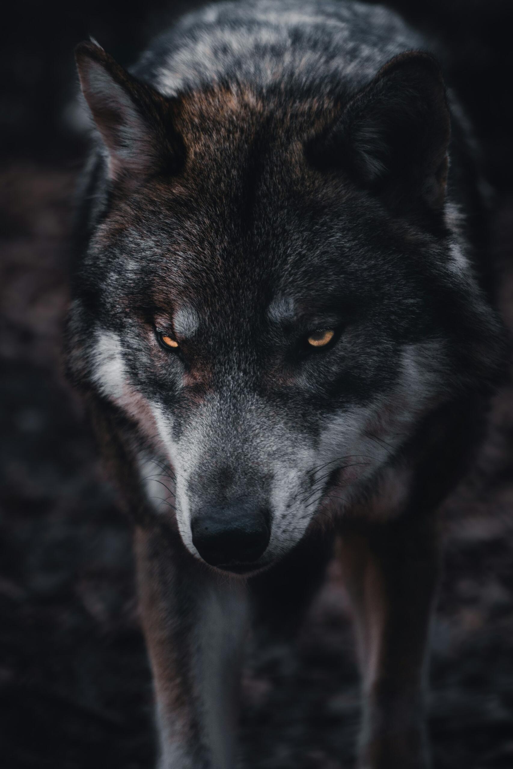 dessin loup