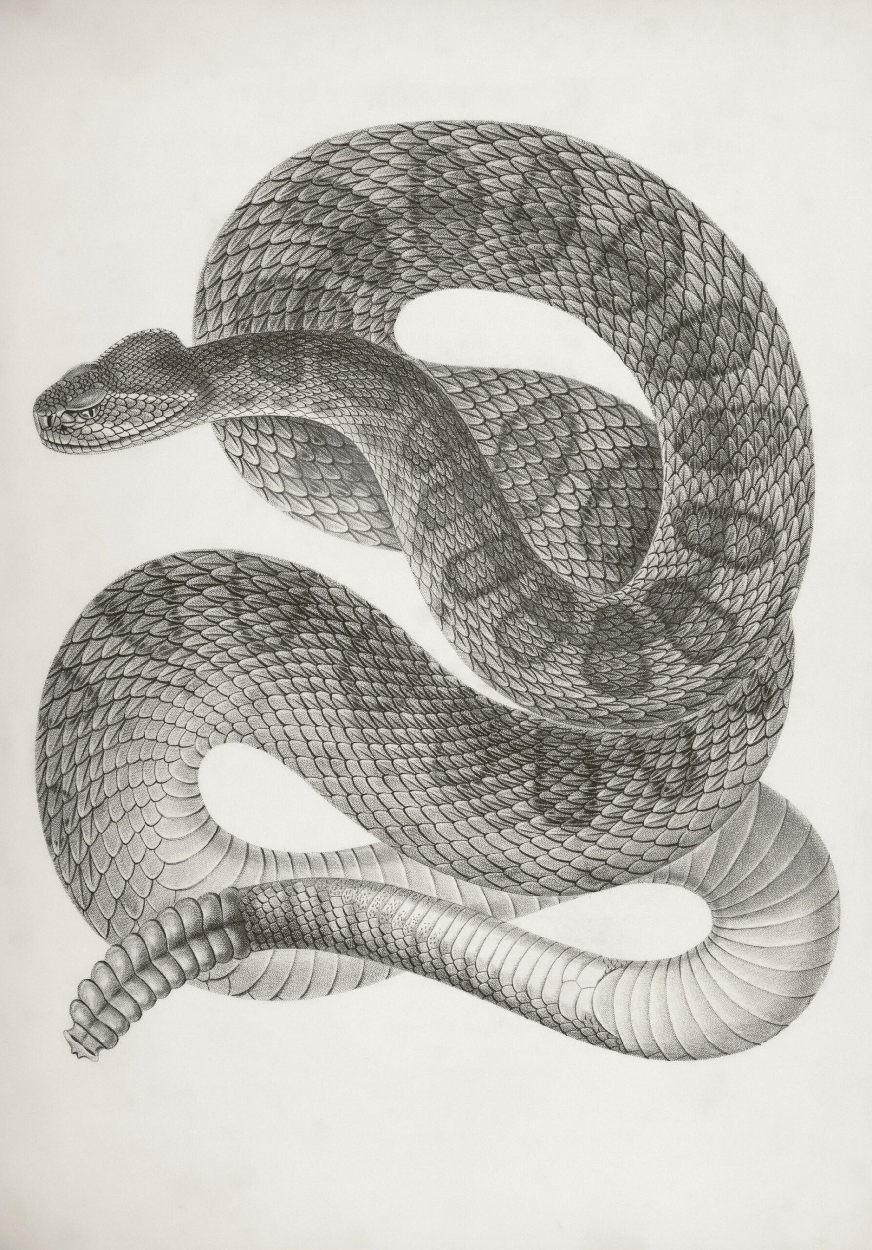 serpent dessin