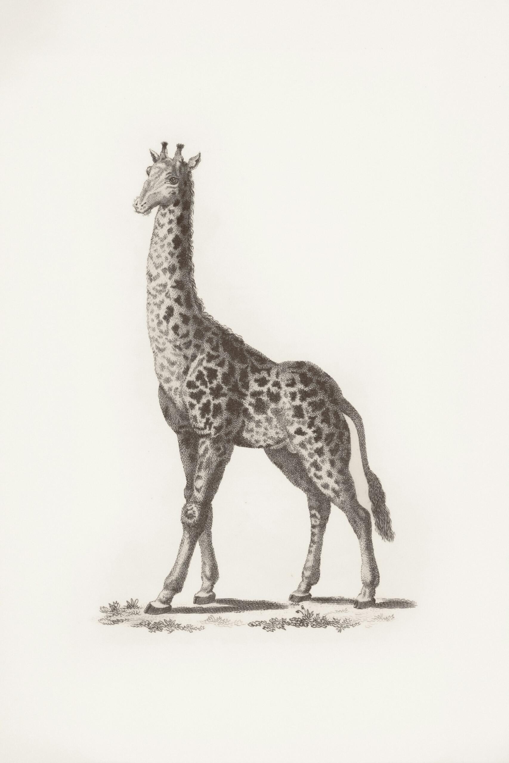 dessin de girafe