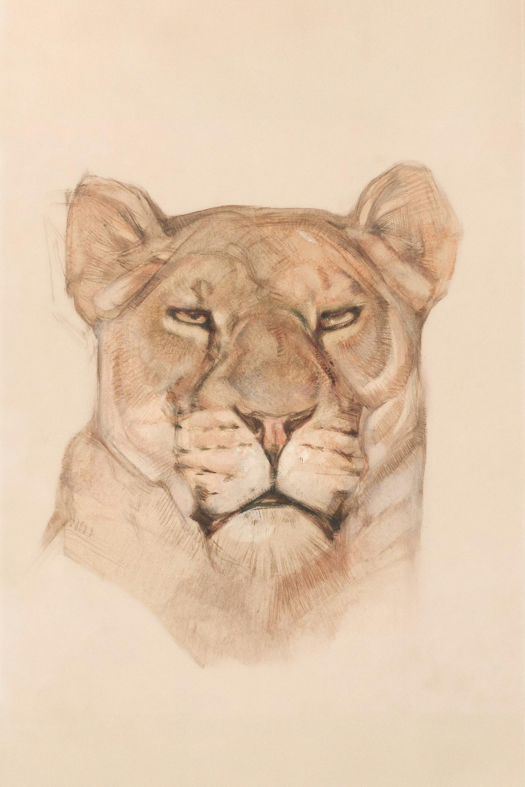 dessin lionne