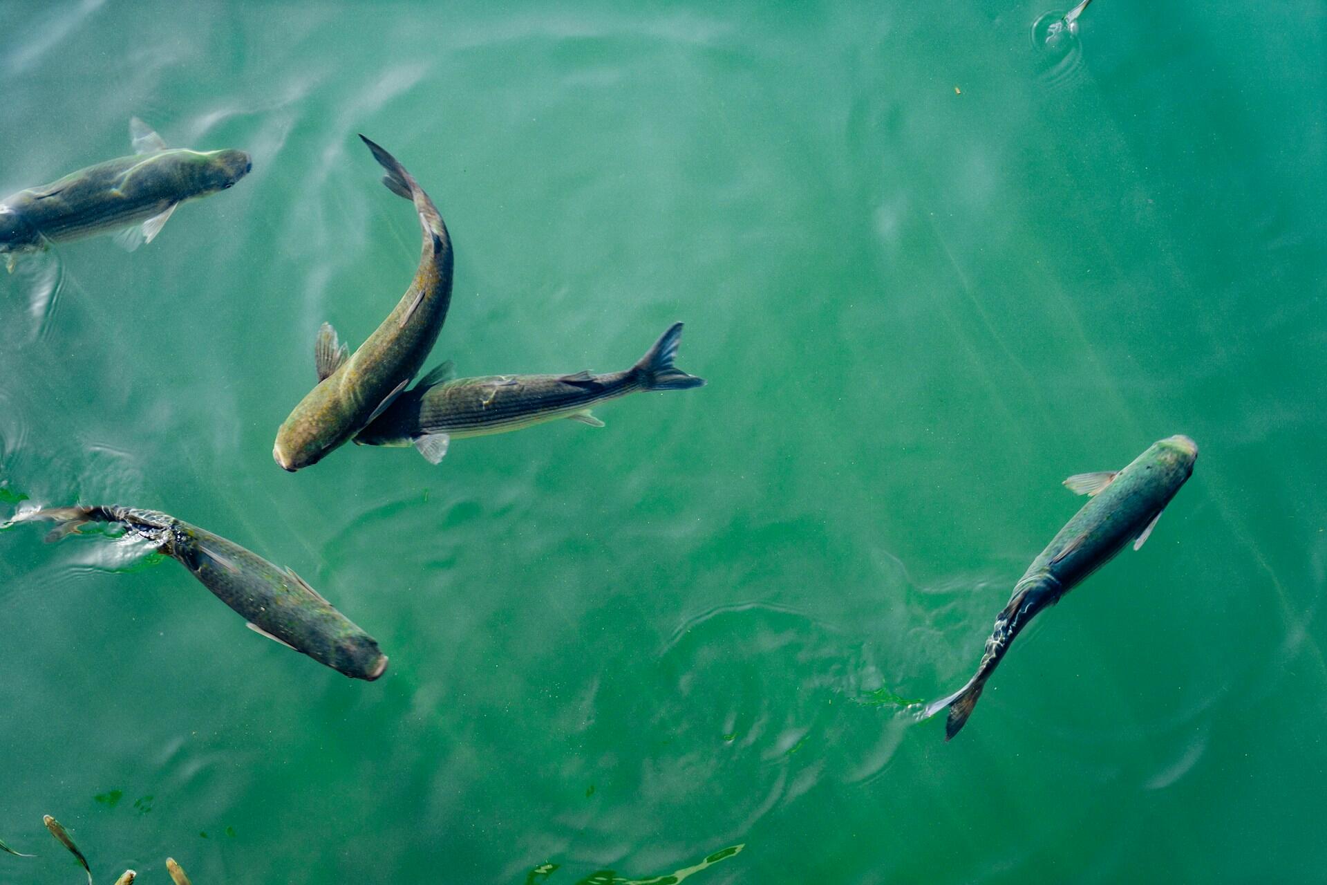 poissons eau
