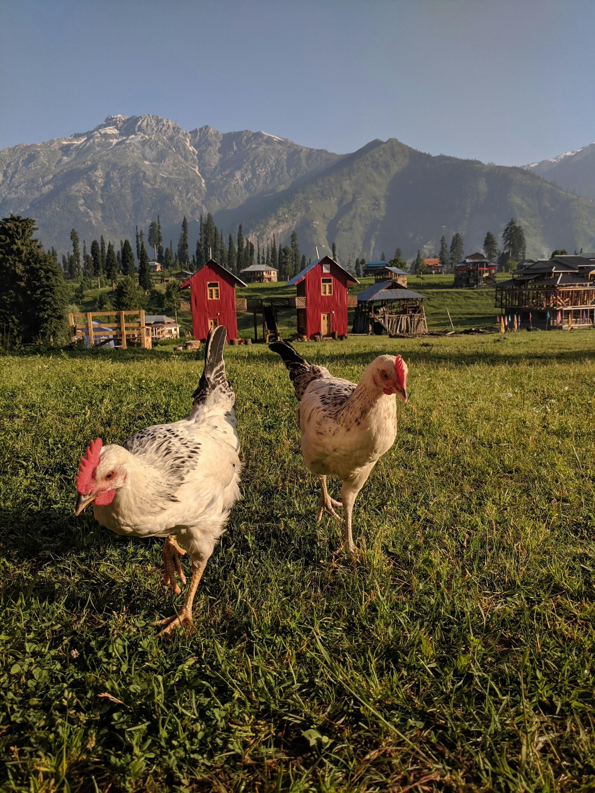poules herbe
