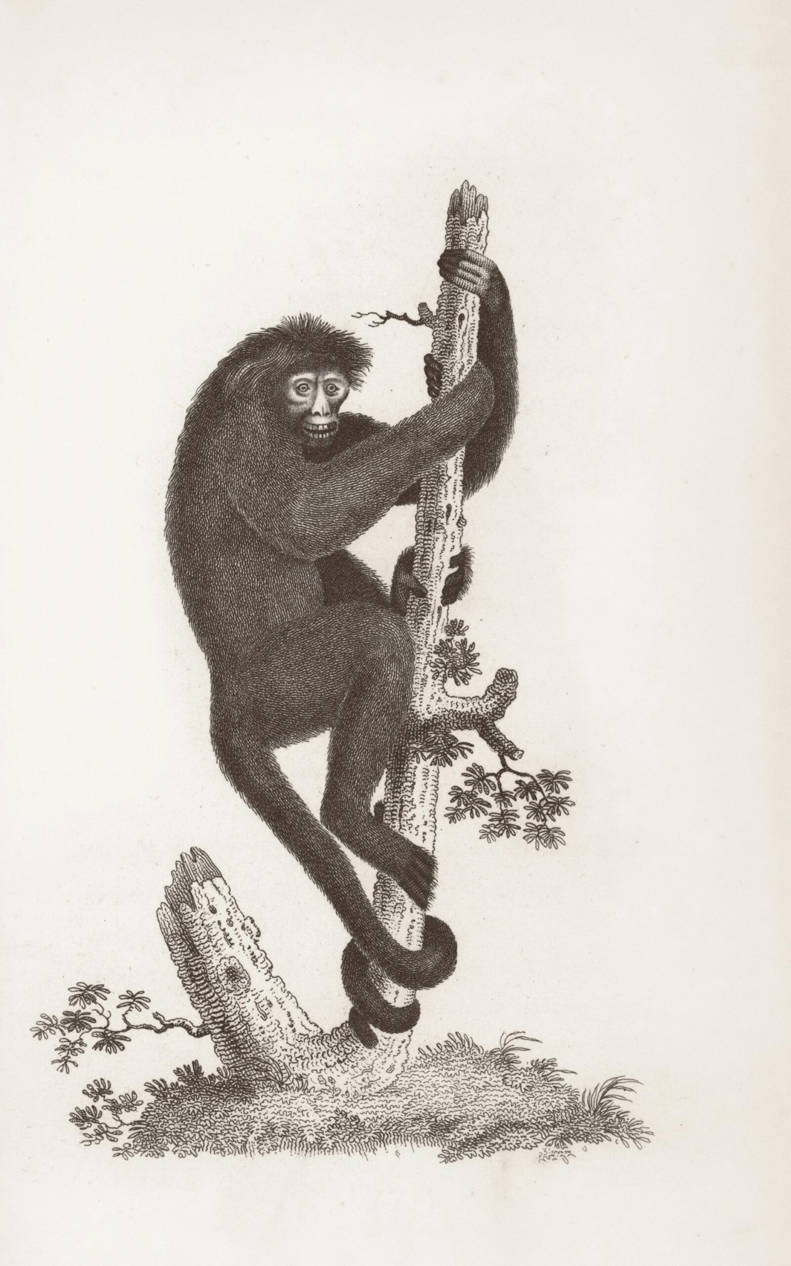 singe dessin