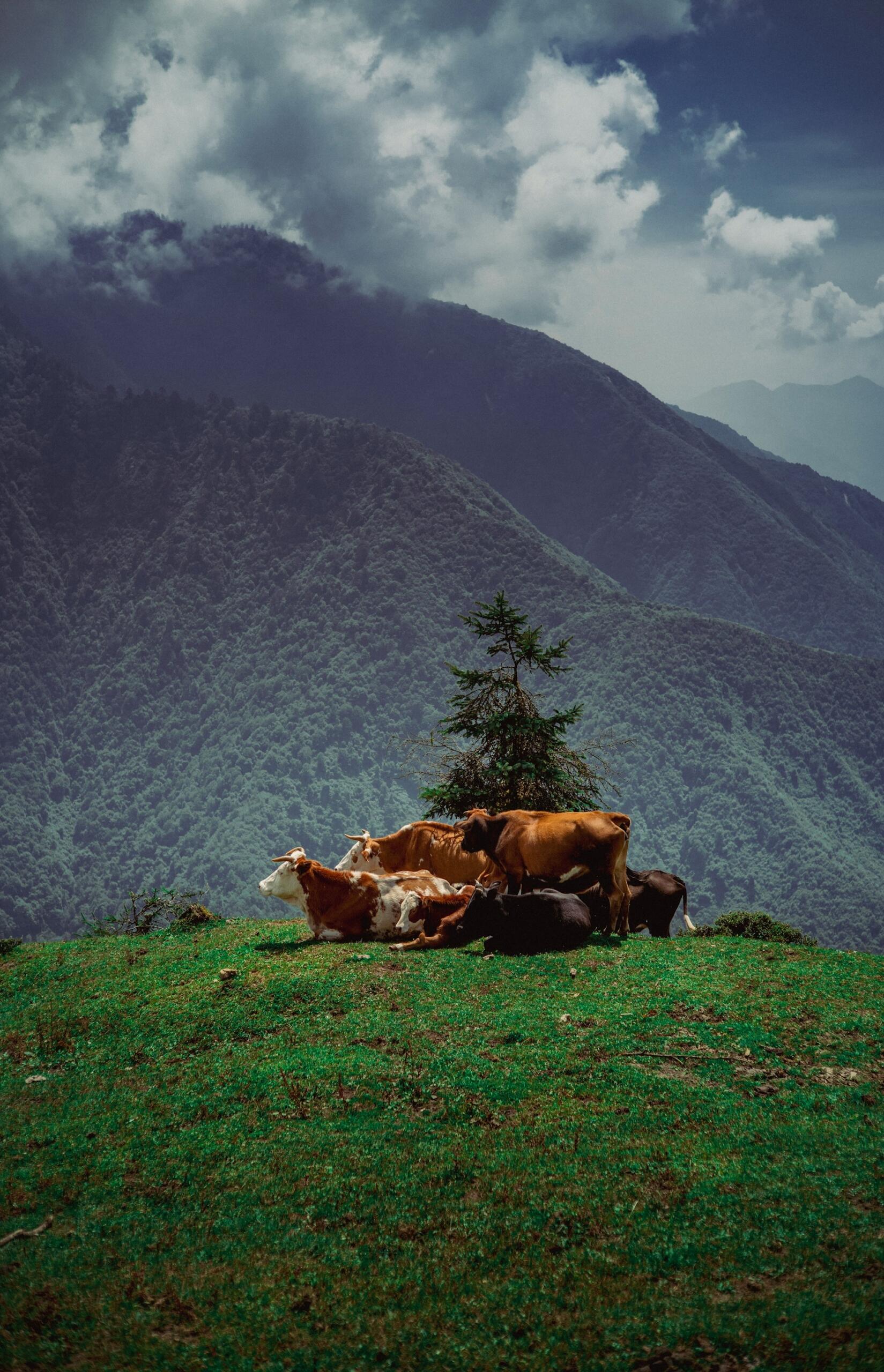 troupeau de vaches