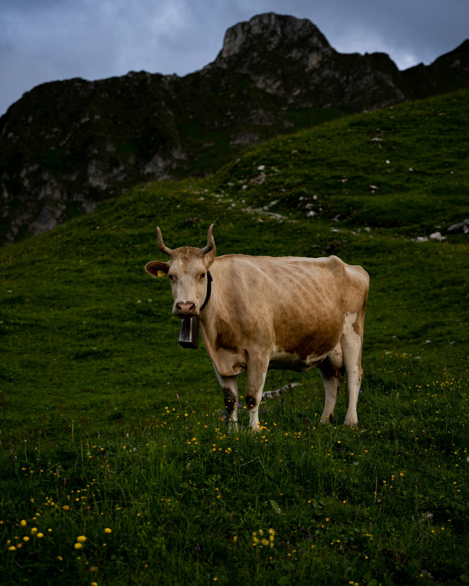vache cornes