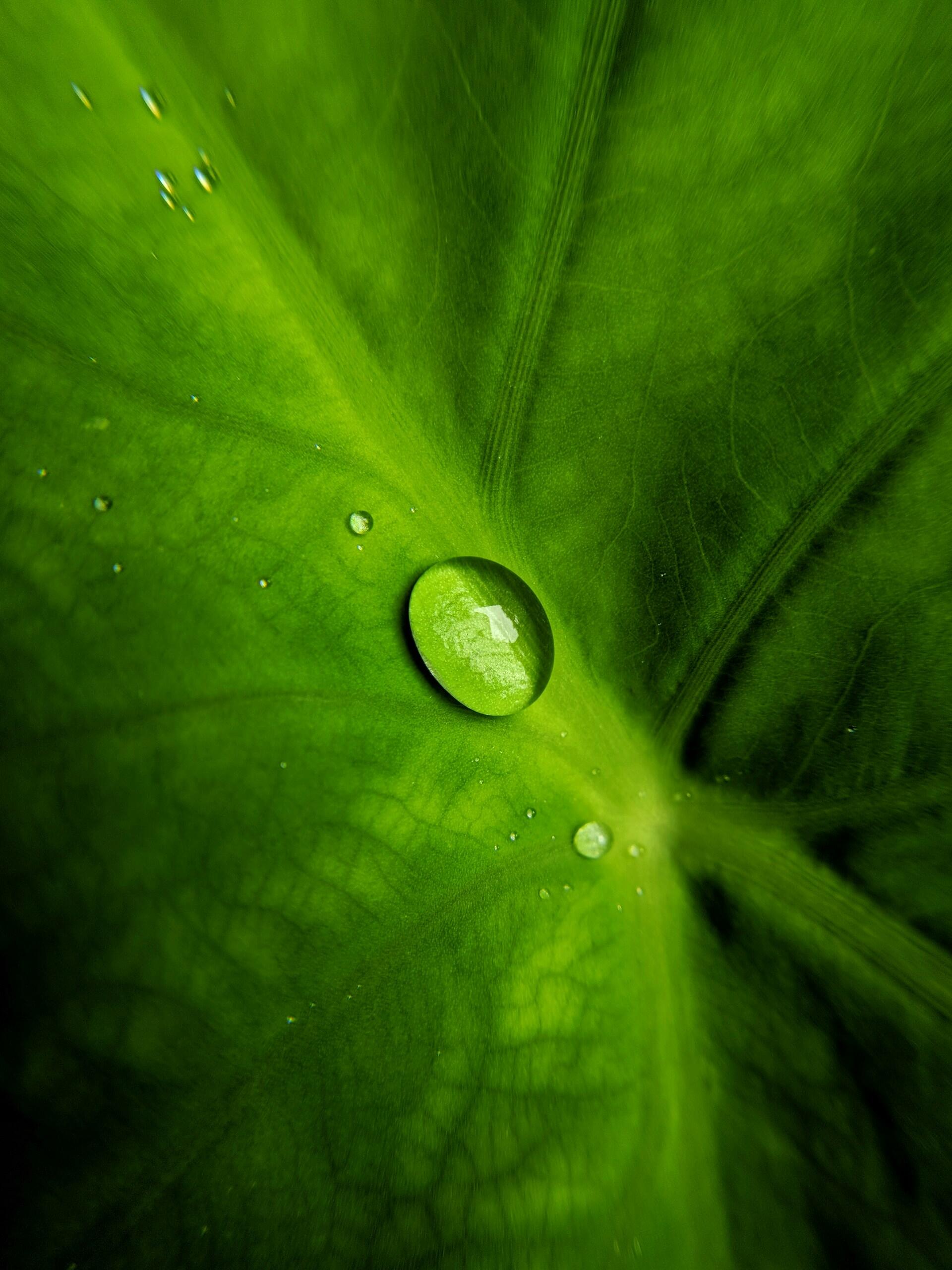 goutte plante