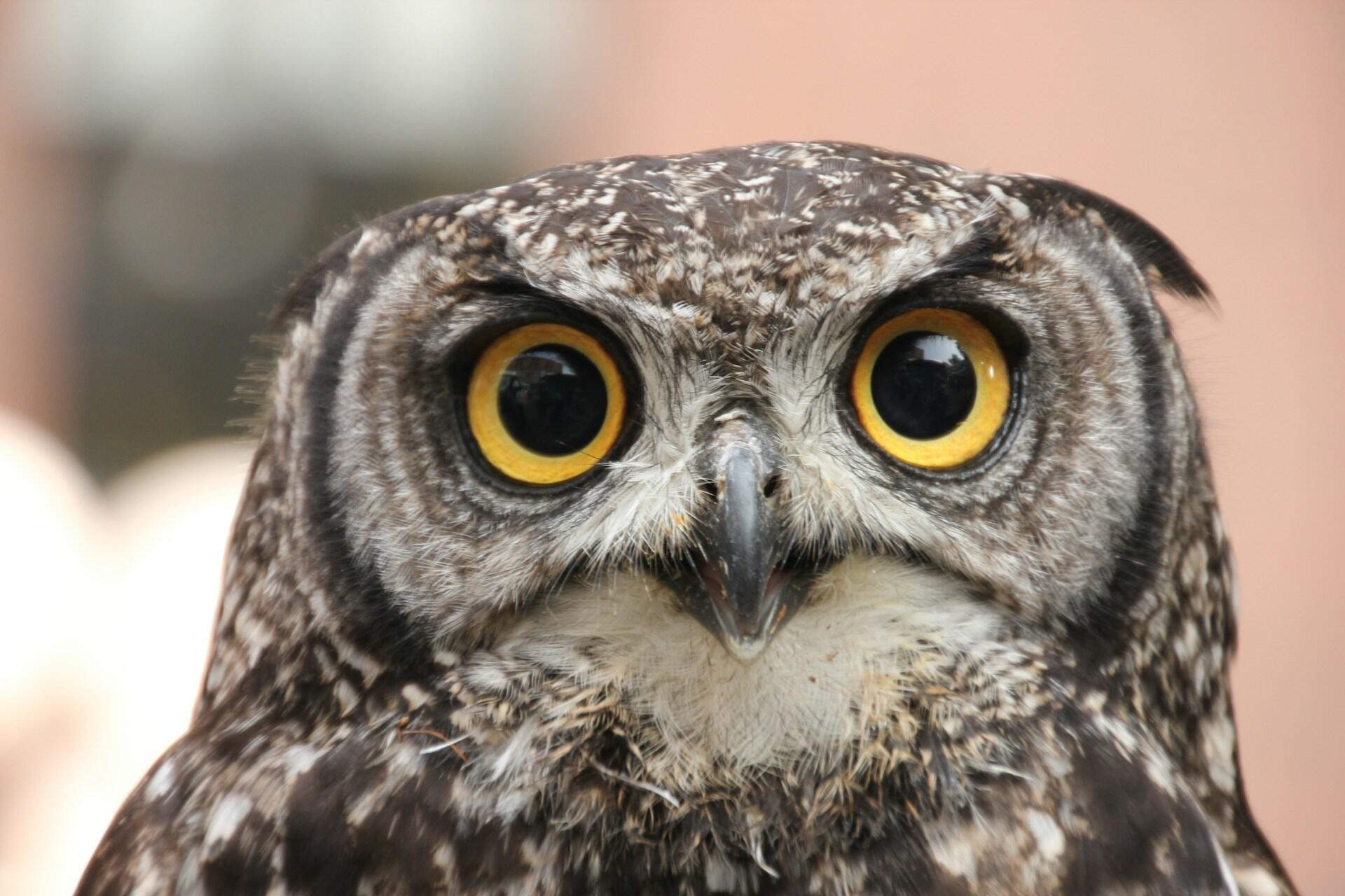 hibou vision