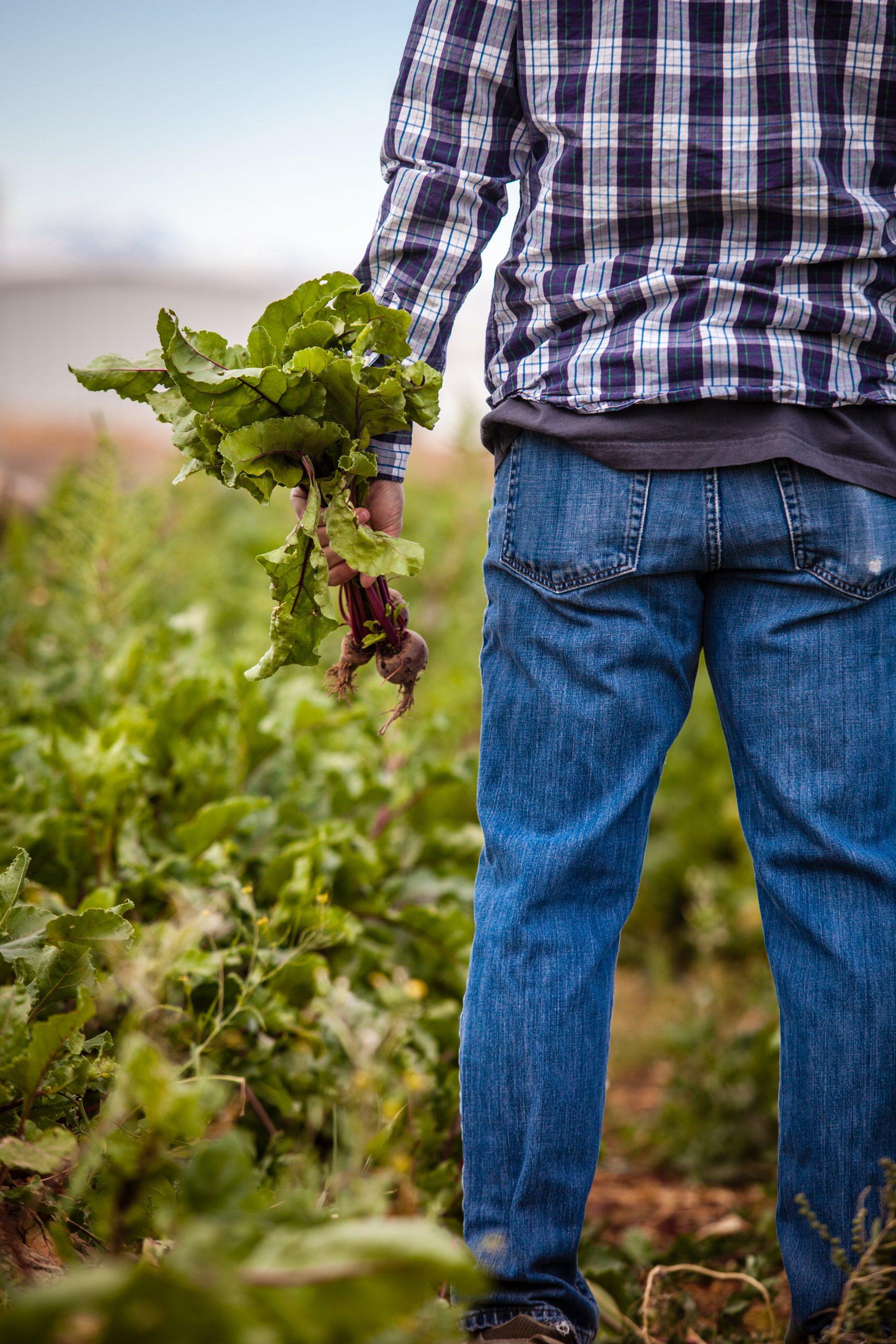 Un agriculteur de dos avec un bouquet de carottes dans la main.