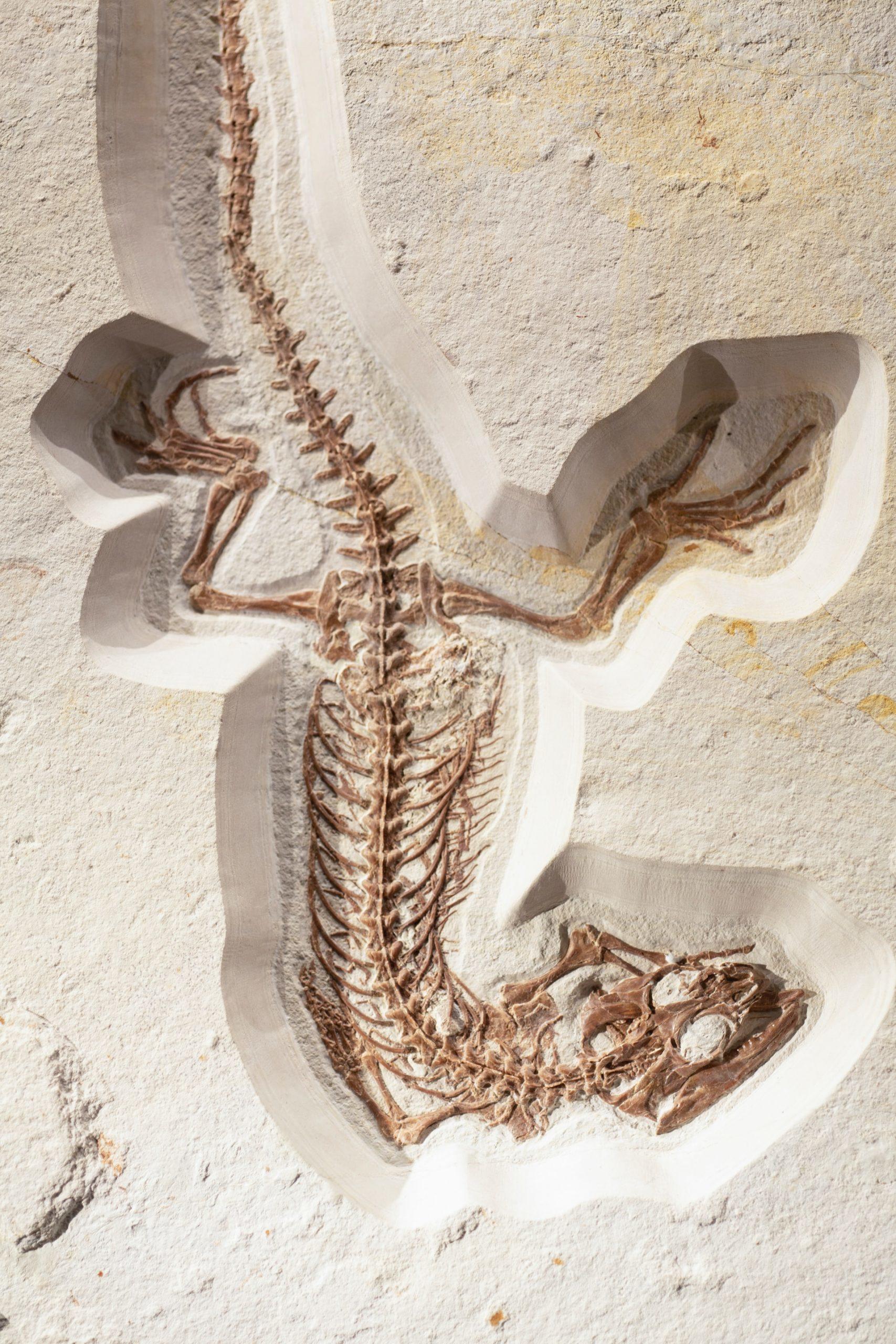 squelette de dinosaure dans le sable