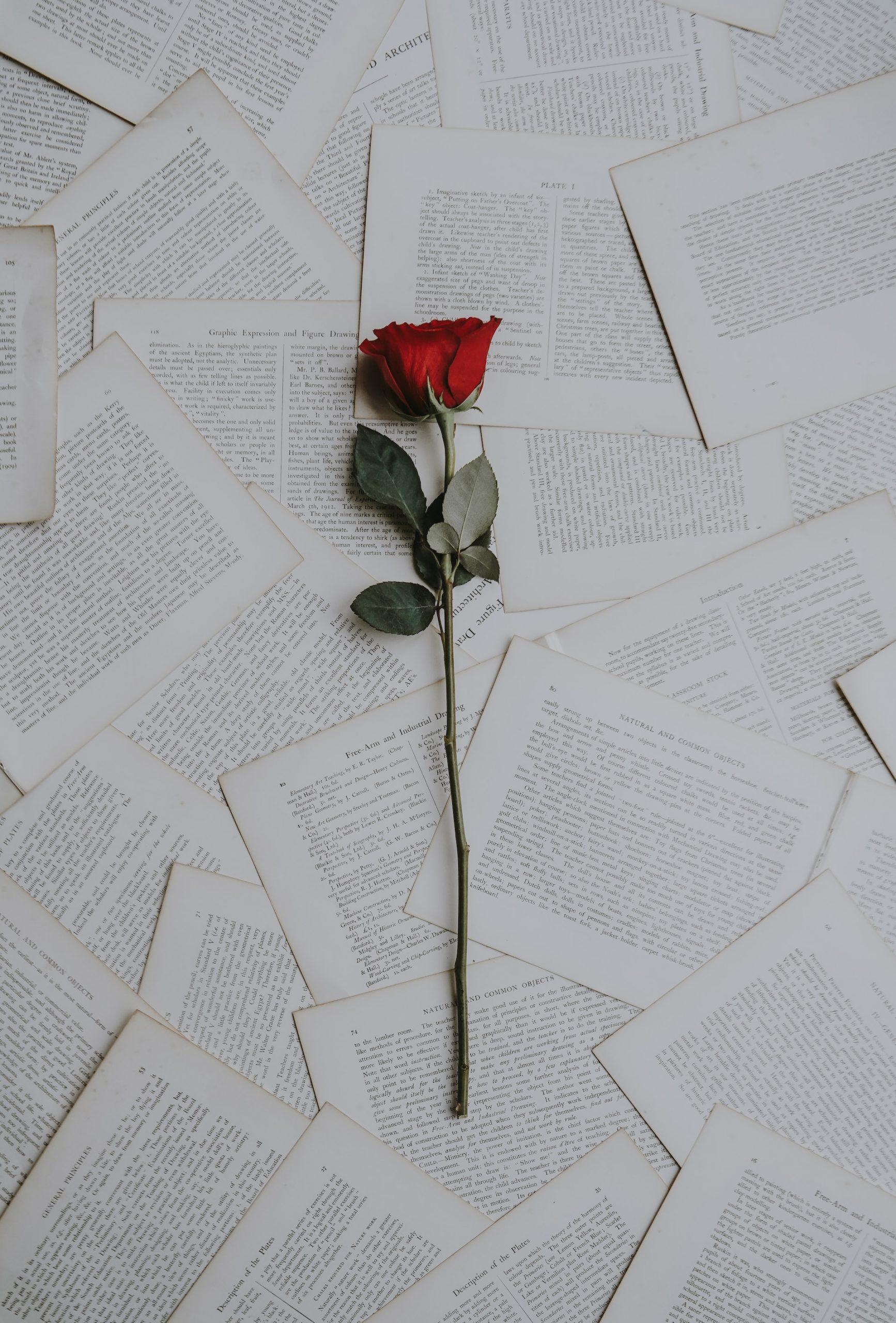 rose sur une multitude de feuilles 