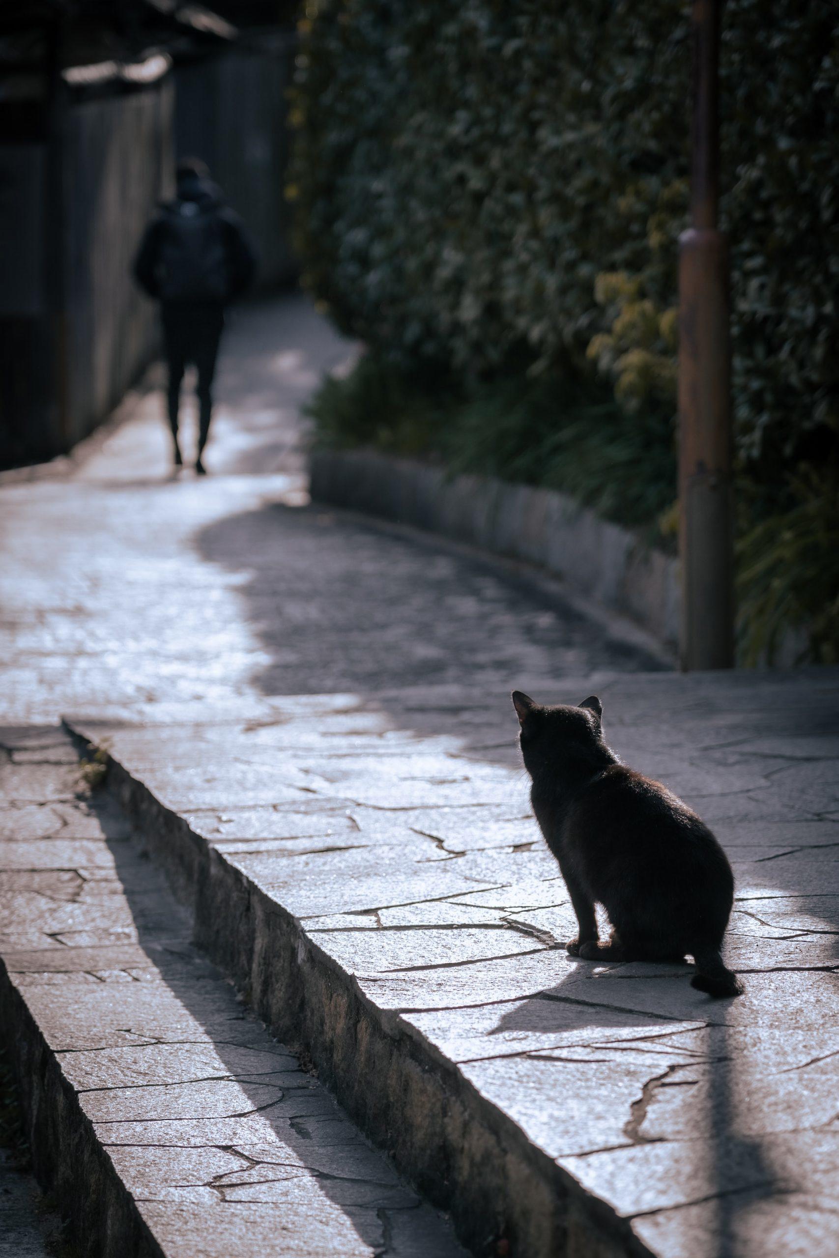 chat noir dans la rue près d'un passant 