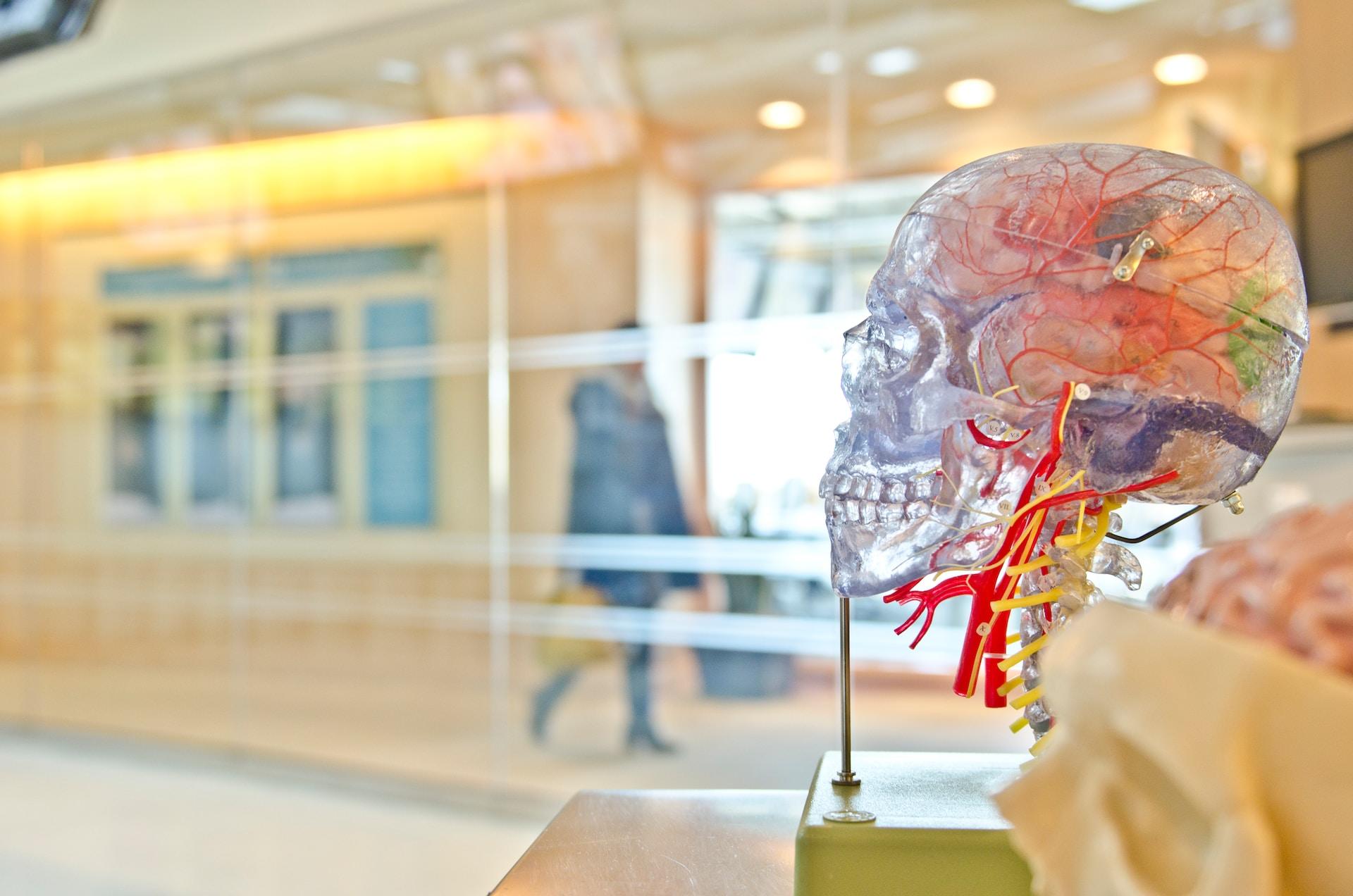 cerveau en plastique dans une classe d'école