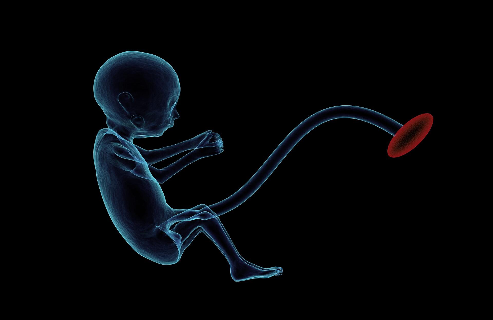 Représentation 3D d'un foetus humain.