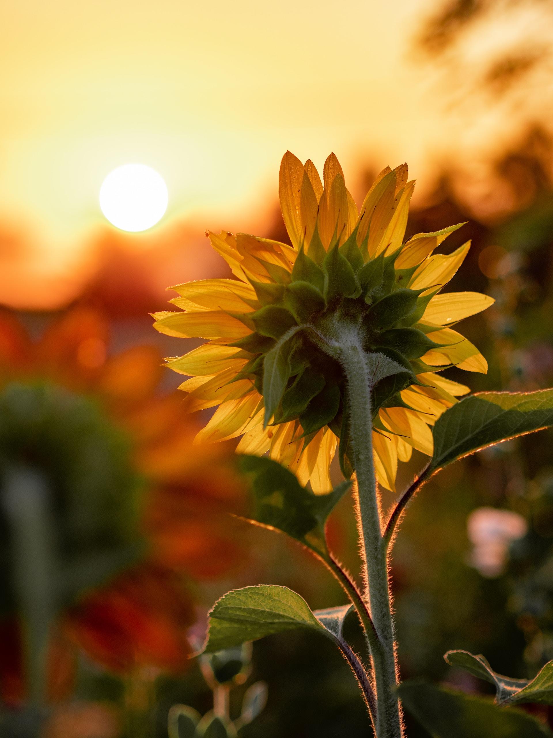 tournesol tourné vers le coucher de soleil 