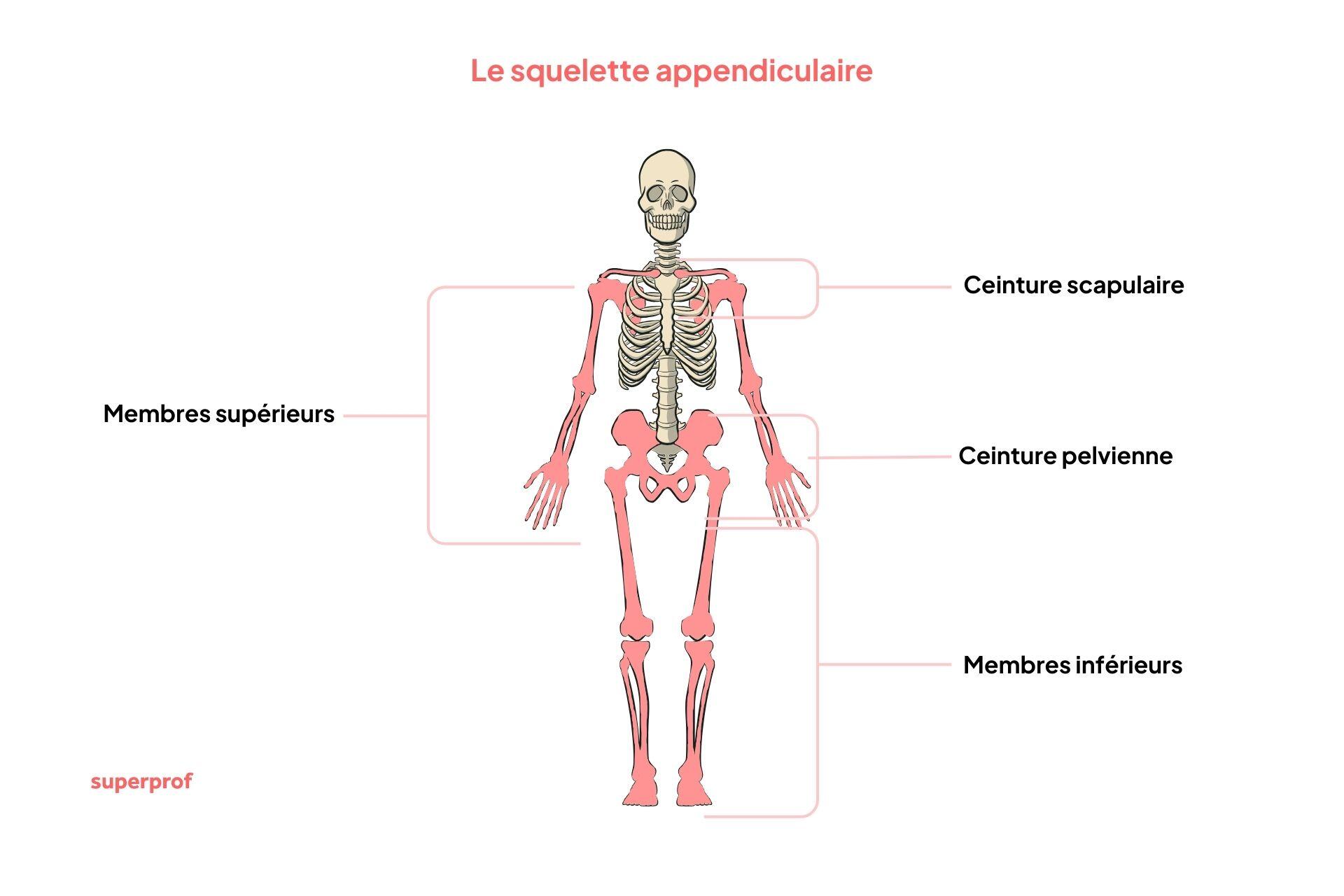 Schéma du squelette appendiculaire