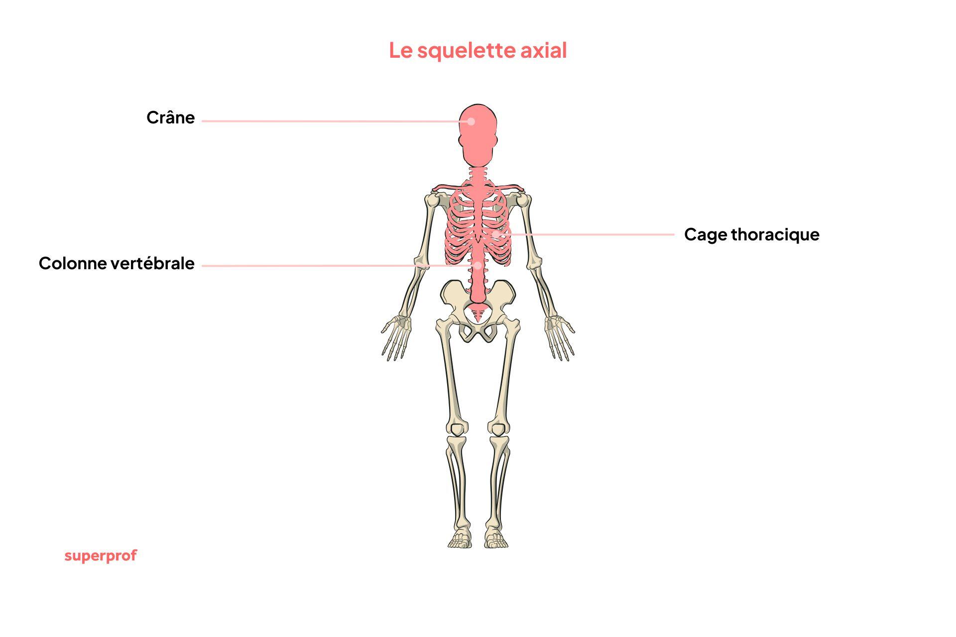 Schéma du squelette axial