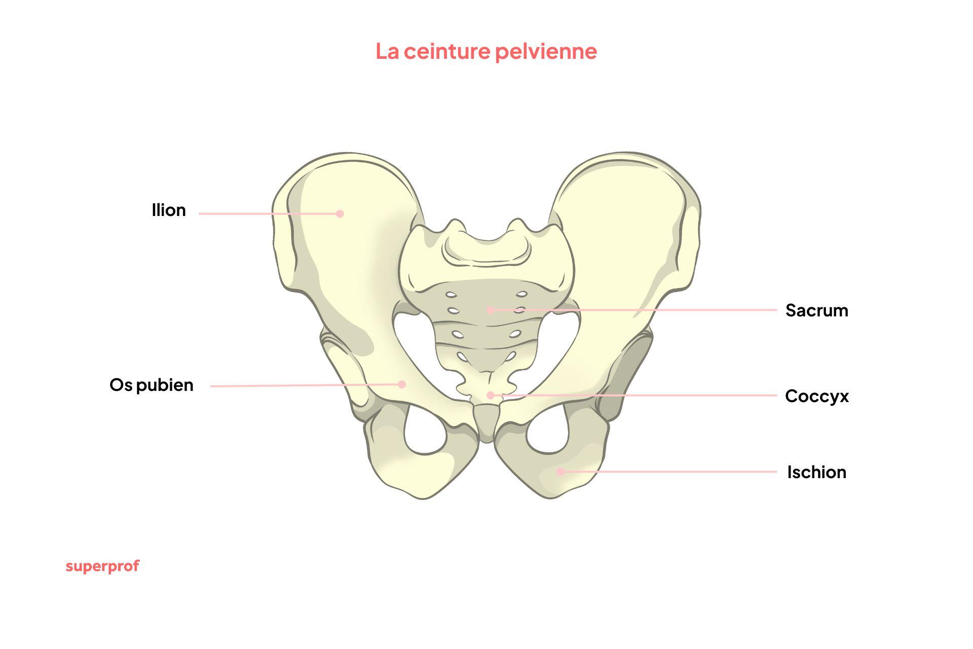 Schéma de la ceinture pelvienne