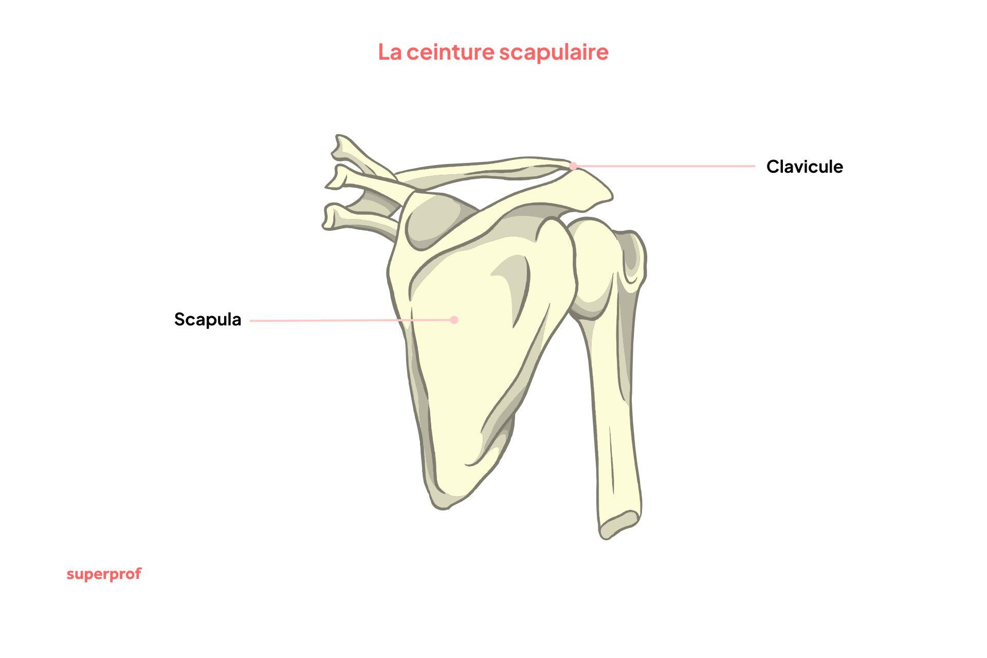 Schéma de la ceinture scapulaire