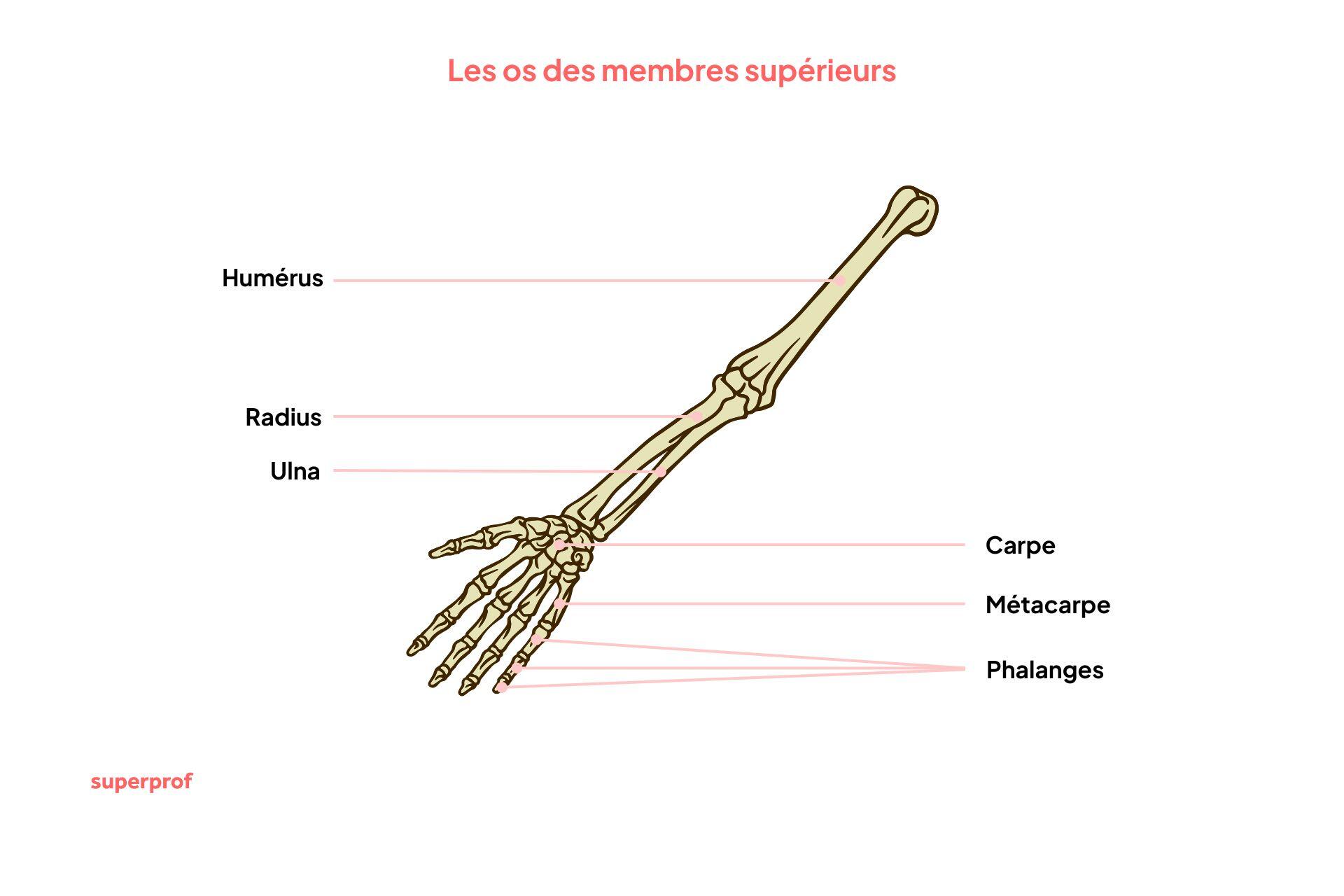 Schéma des os des membres supérieurs