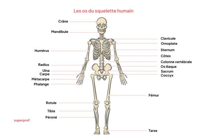 Squelette humain schéma : apprenez à reconnaître les os