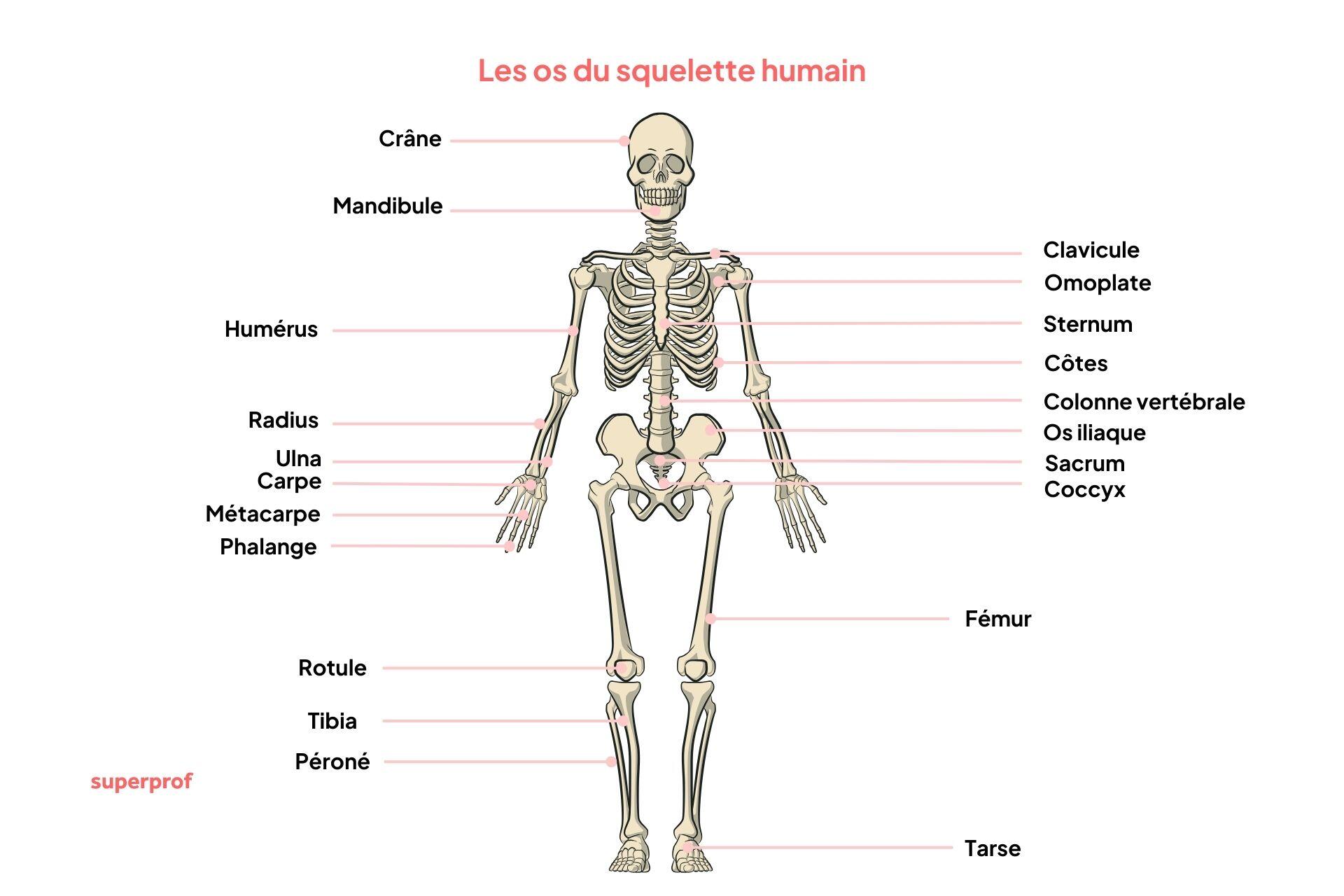 Schéma des principaux os du squelette humain