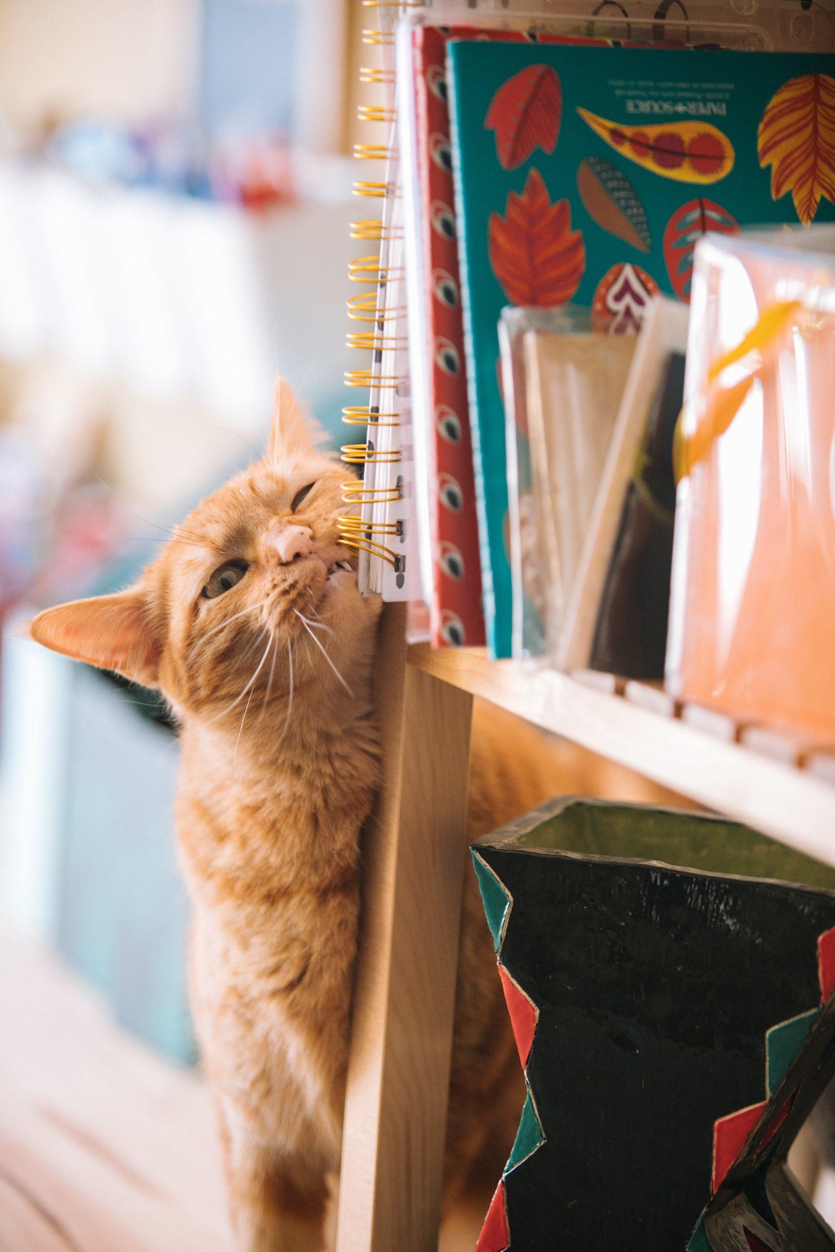 Un chat se frotte à une bilbiothèque.