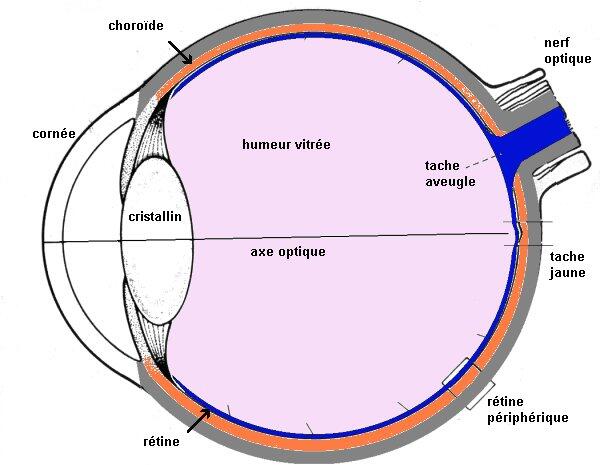 schéma de l'oeil