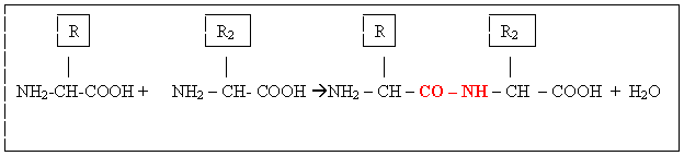 schéma liaison peptidique 
