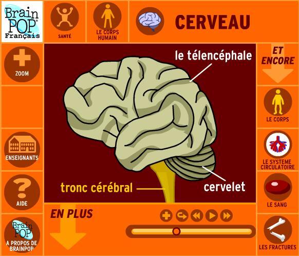 cerveau-flash