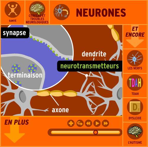 neurone-brain-pop-flash