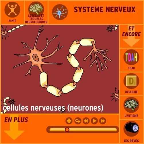systeme-nerveux-brain-pop-flash