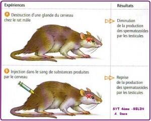 rat-gonadostimulines