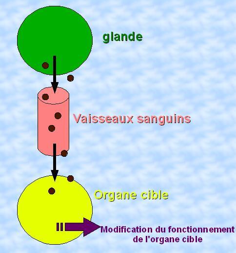 schema-bilan-communication-hormonale