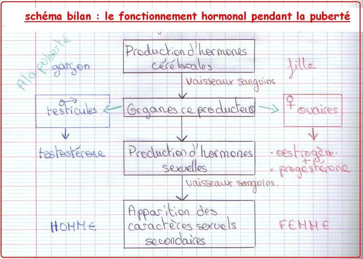 schema-bilan-hormones-svt