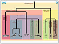 phyloboite